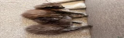 British Longhair cats for sale: Super fluffy foodie girl - Advert 4