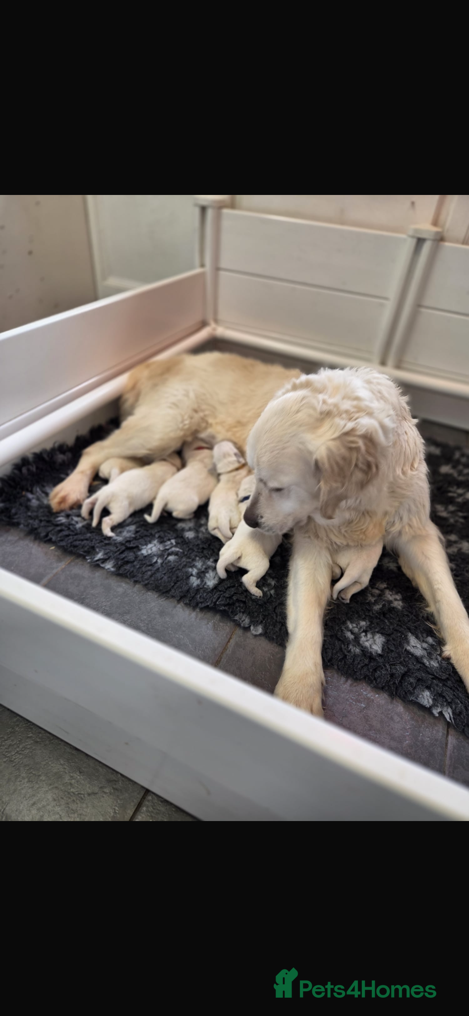 Golden Retriever dogs Beautiful golden retrievers pups  - Advert 1