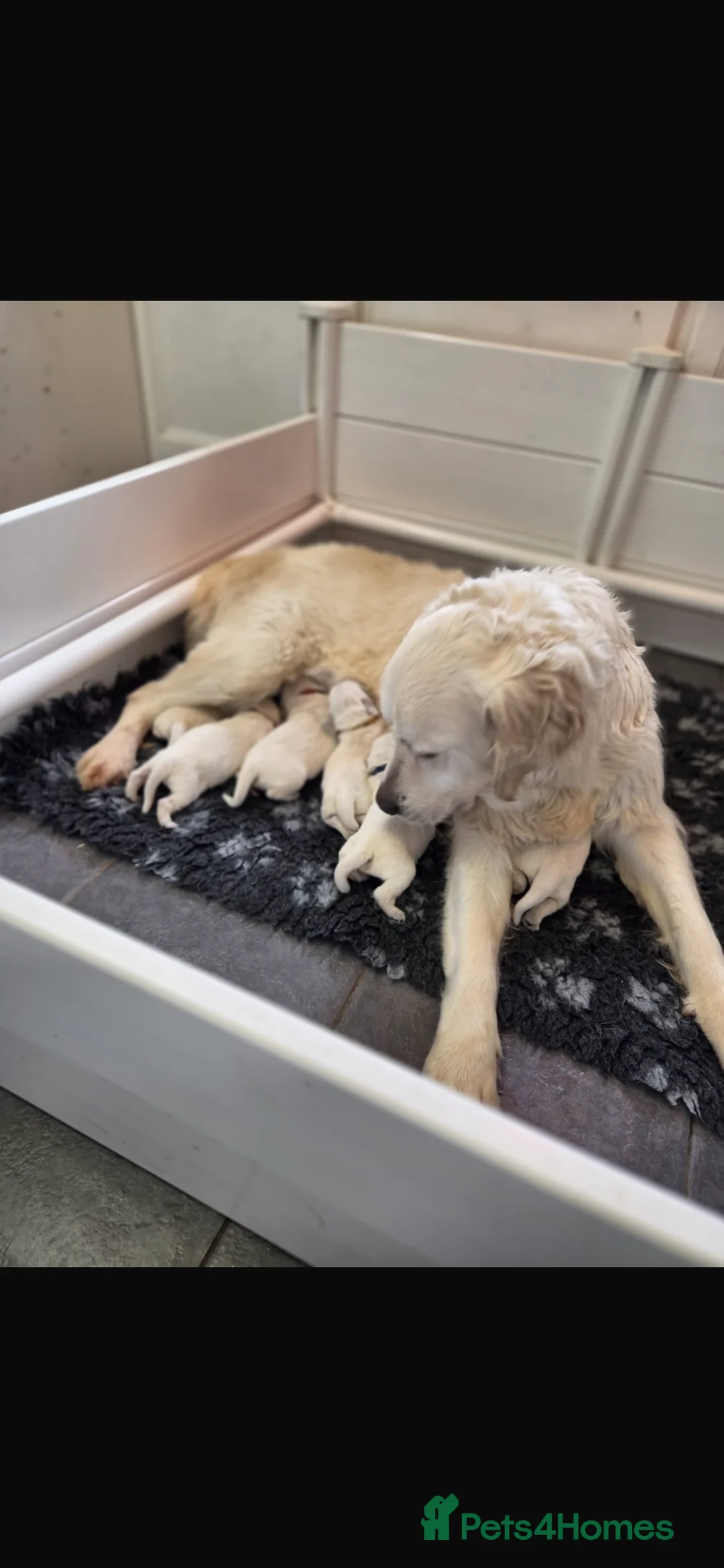 Golden Retriever dogs for sale: Beautiful golden retrievers pups  - Advert 1