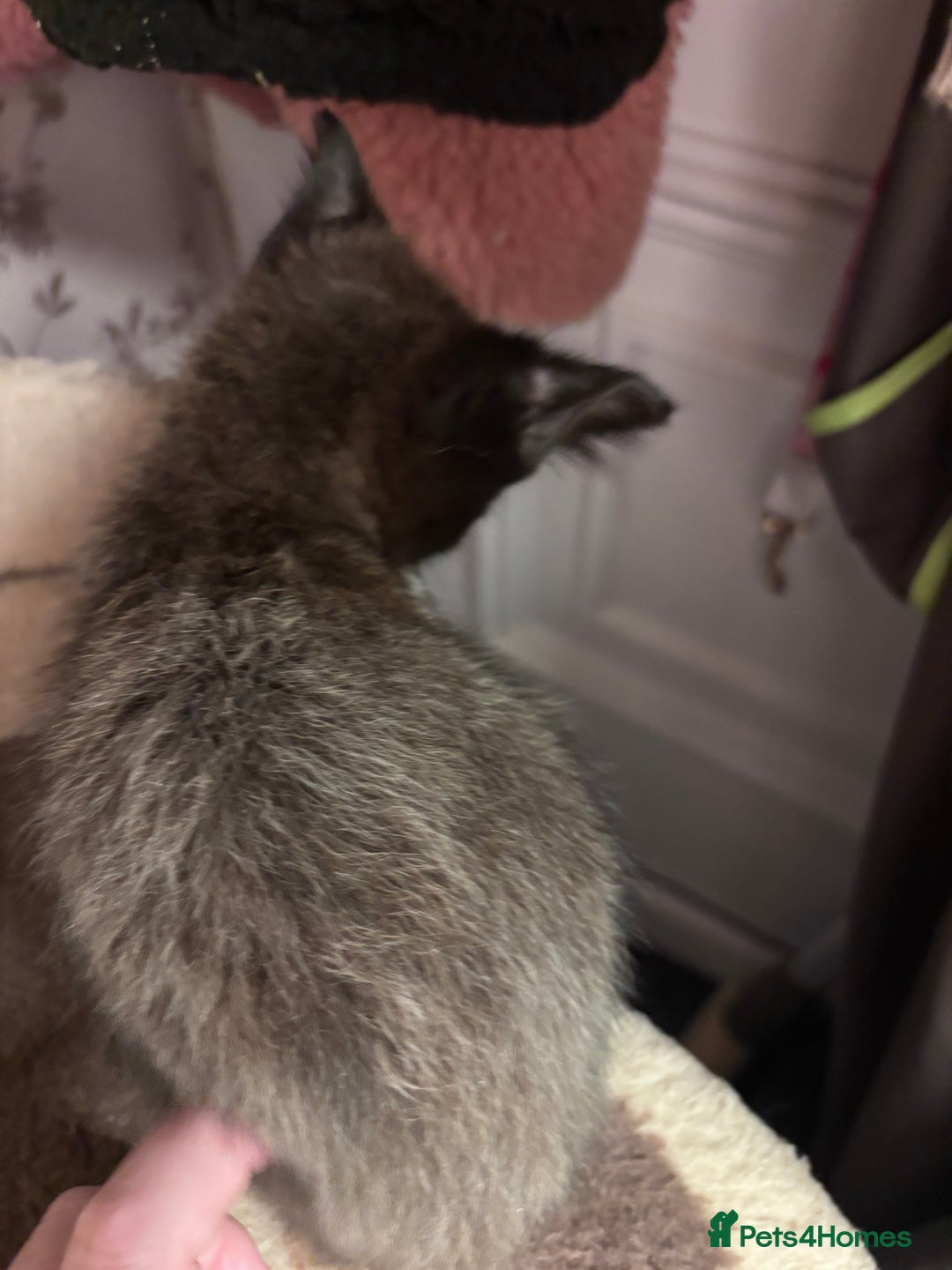 Mixed Breed cats for sale: READY NOW  - Advert 15