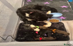 Mixed Breed dogs for sale: Collie cross (Dollie’s) - Image 8