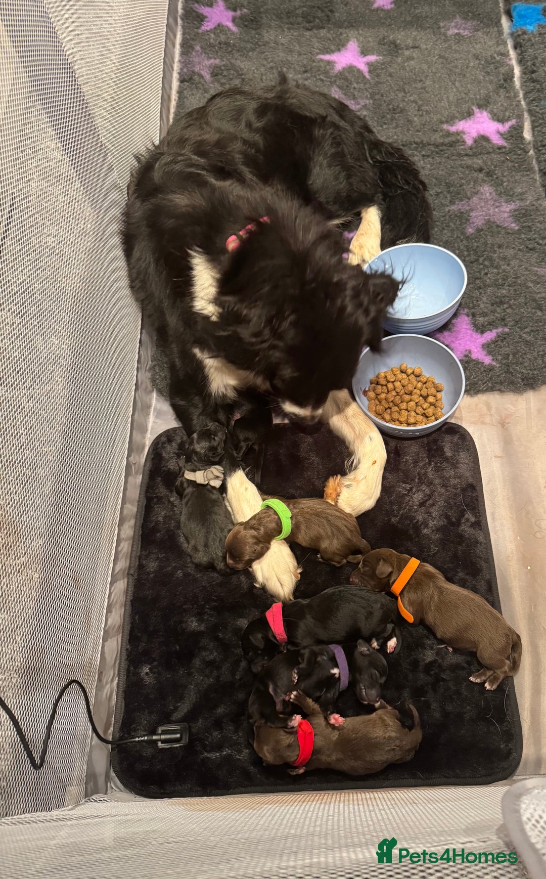 Mixed Breed dogs for sale: Collie cross (Dollie’s) - Image 8
