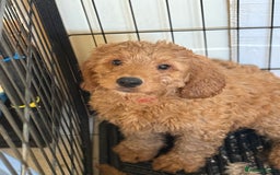 Australian Labradoodle dogs for sale: 5* Health tested Australian labradoodles  - Image 35
