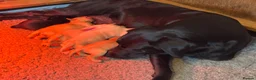 Labrador Retriever dogs for sale: Outstanding litter KC registered Labrador puppies - Advert 6