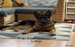 German Shepherd dogs for sale: Beautiful purebred German shepherd puppies - Image 38
