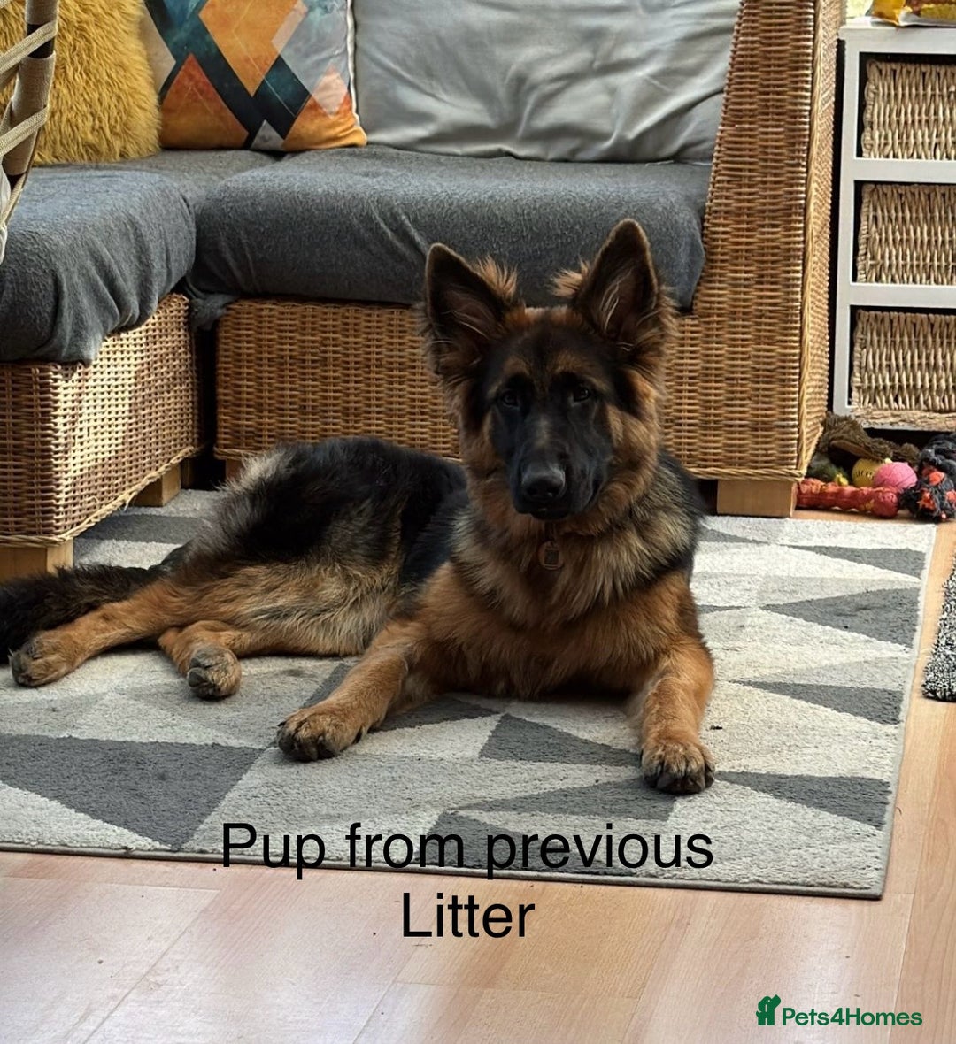 German Shepherd dogs for sale: Beautiful purebred German shepherd puppies - Image 38