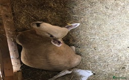 Sheep livestock for sale: Free ram, need gone ASAP - Image 4