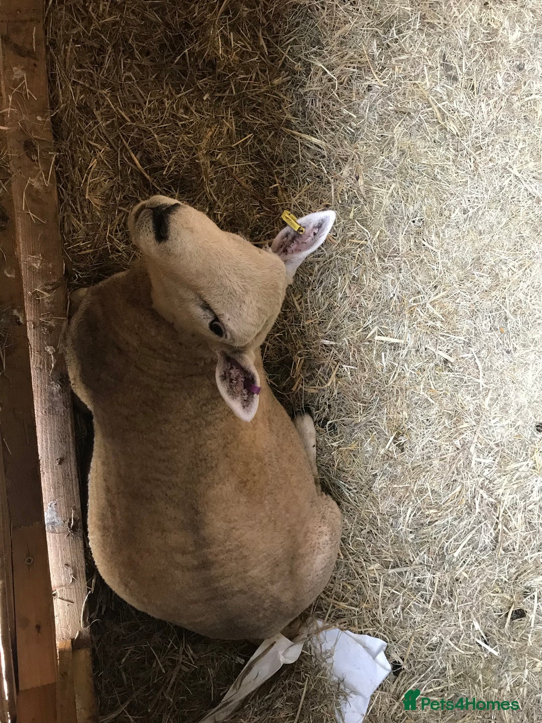 Sheep livestock for sale: Free ram, need gone ASAP - Image 4