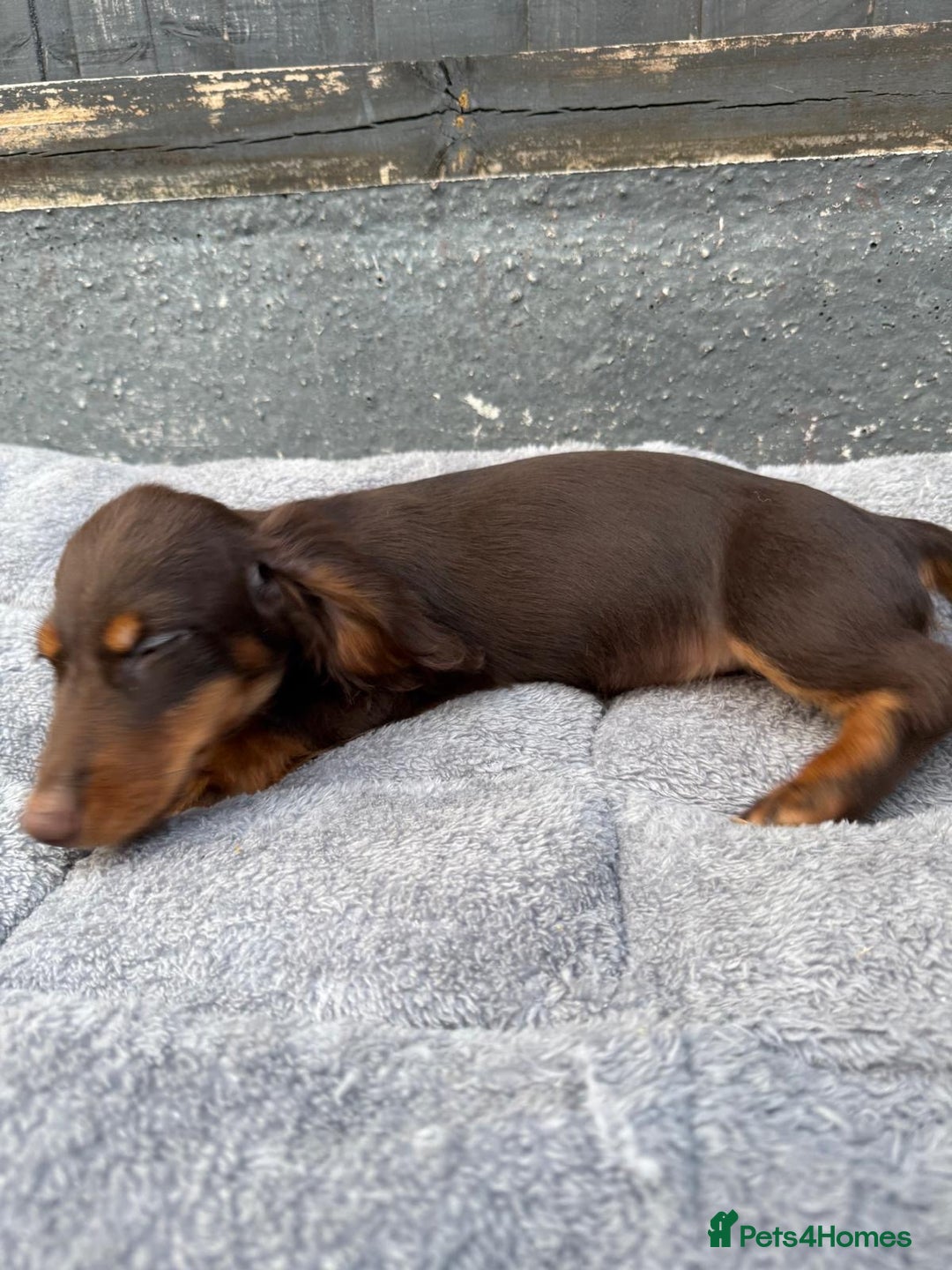 Miniature Dachshund dogs for sale: Last handsome long haired boy left ready now ! - Image 17