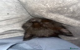 British Shorthair cats for sale: Beautiful boys looking for homes - Image 9