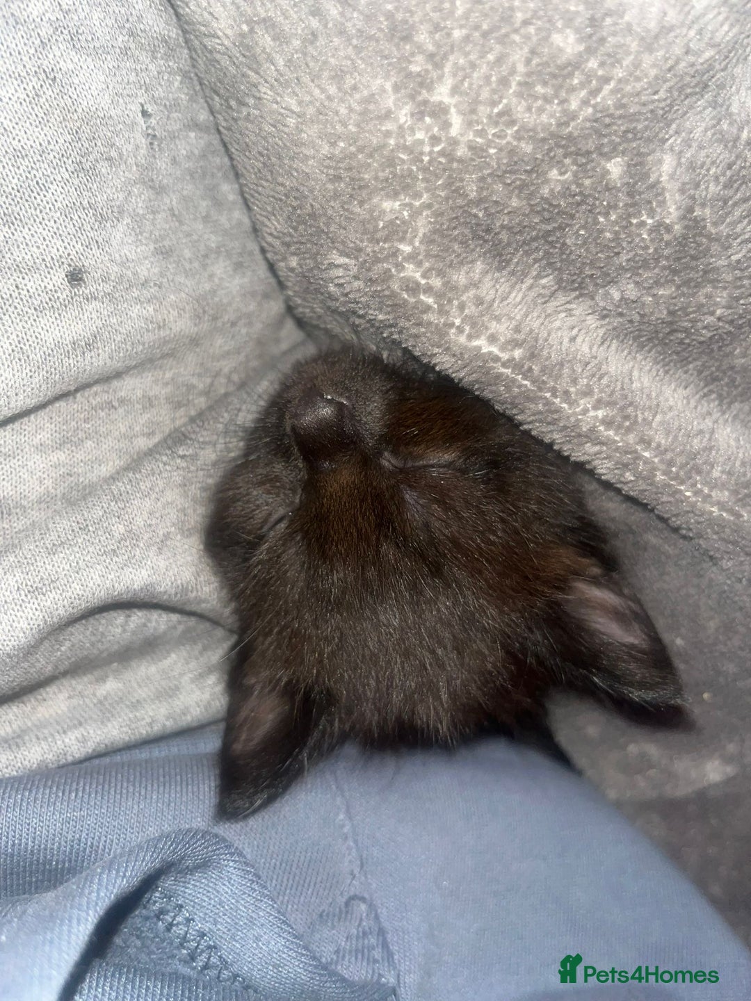 British Shorthair cats for sale: Beautiful boys looking for homes - Image 9