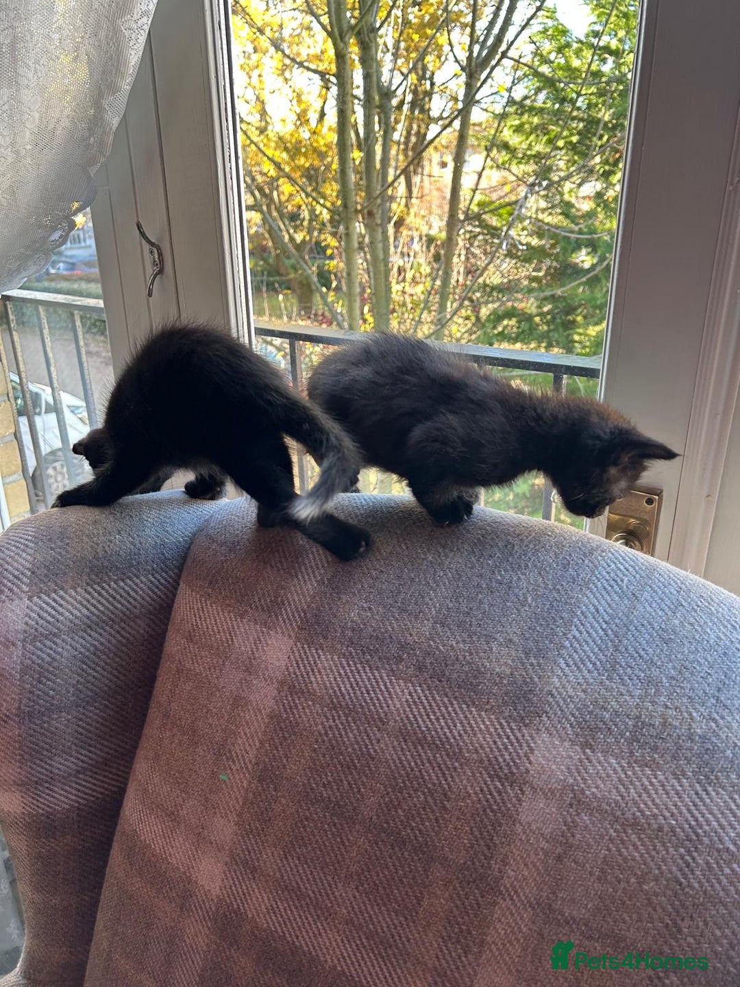 Ragdoll cats for sale:  2half Ragdoll and half domesticshorthair for sale - Advert 4