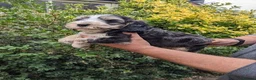 Cockapoo dogs for sale: Cockapoo puppies stunning colours  - Advert 6