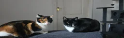 Mixed Breed cats for sale: Beautiful mixed breed kittens must go this week. - Advert 1