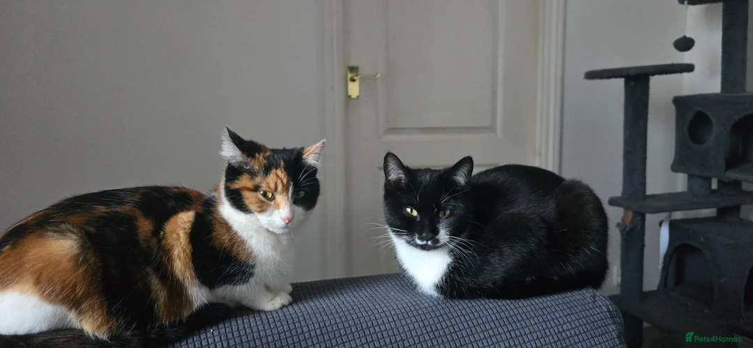 Mixed Breed cats for sale: Beautiful mixed breed kittens must go this week. - Advert 1