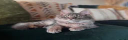 Mixed Breed cats for sale: Grey Tabby x Ragdoll Male - Advert 3