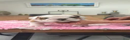 English Bulldog dogs for sale: Puppies looking for their forever homes - Advert 3