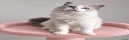 Ragdoll cats for sale: Beautiful TICA Registered Ragdoll Kittens - Advert 7