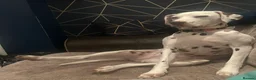 Dalmatian dogs for sale: 8 year old Dalmatian - Polly - liver spotted - Advert 11