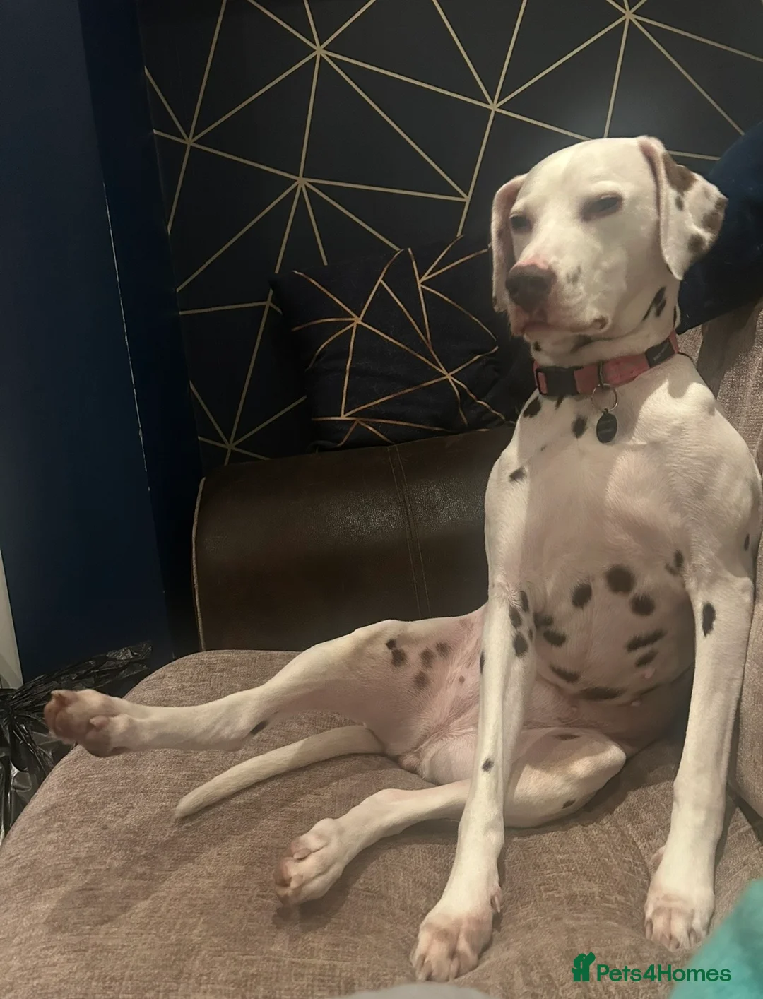 Dalmatian dogs for sale: 8 year old Dalmatian - Polly - liver spotted - Advert 11