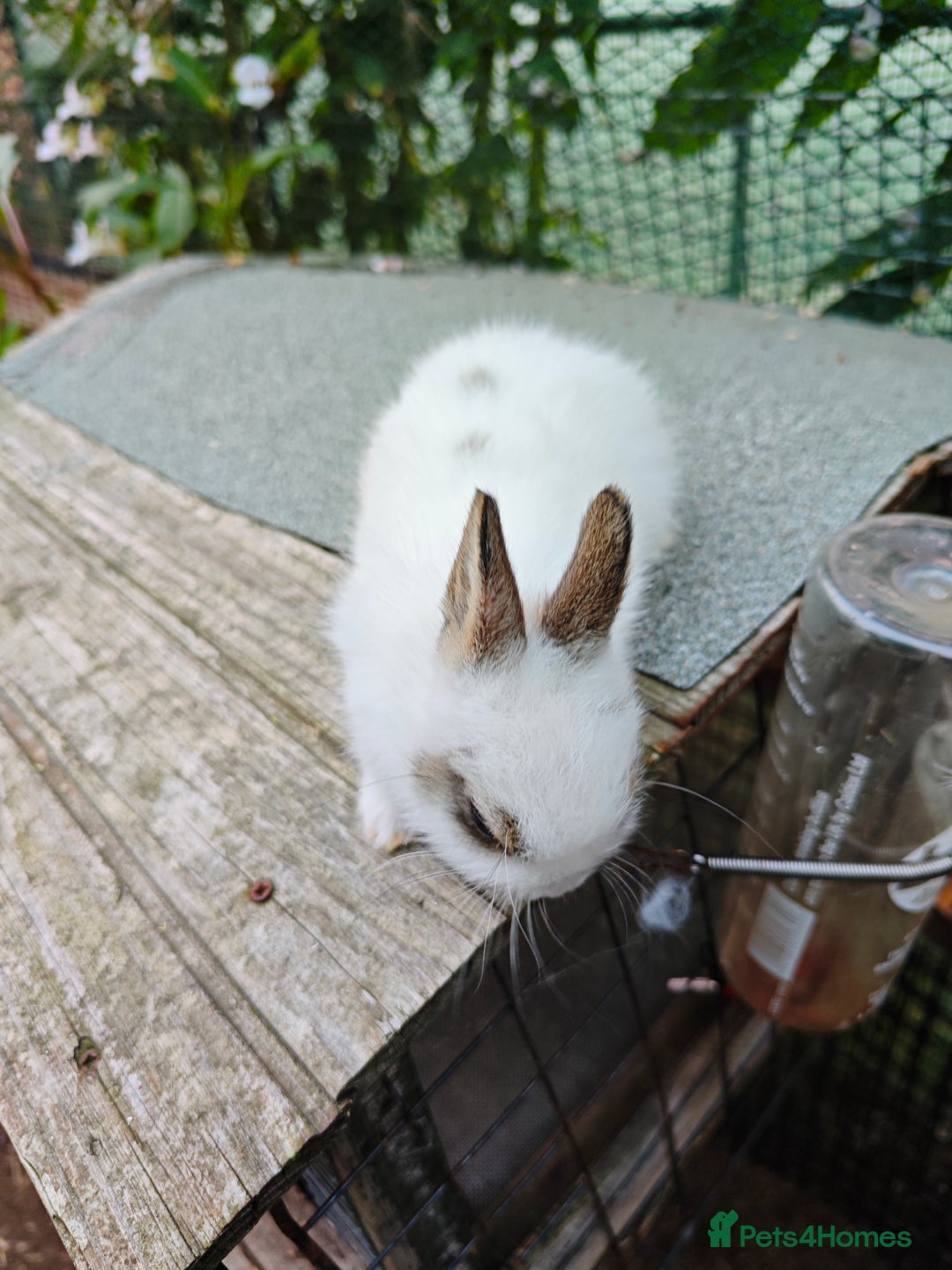 Netherland Dwarf rabbits for sale: Netherland dwarf  - Image 4