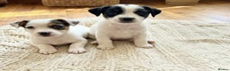 Jack Russell dogs for sale: Jack Russell puppies  - Advert 5