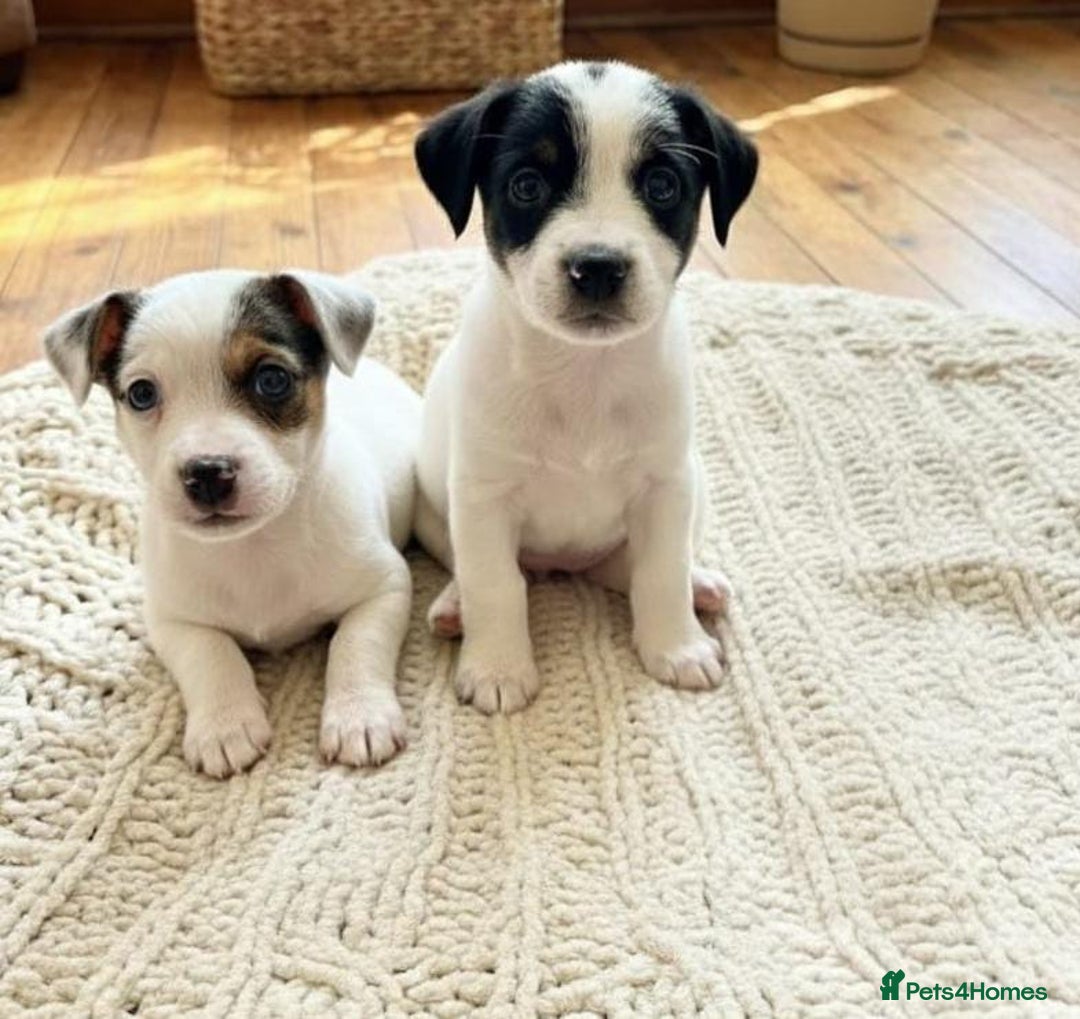 Jack Russell dogs for sale: Jack Russell puppies  - Advert 5