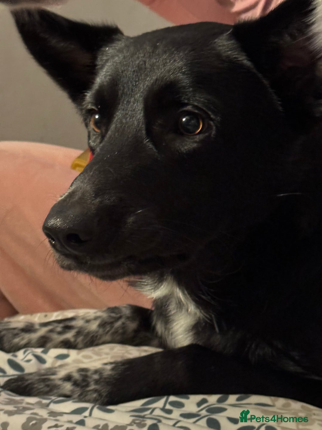 Mixed Breed dogs for sale: Bandit  - Advert 3