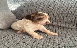 Cockapoo dogs for sale: F1 Cockapoo puppies  - Image 21