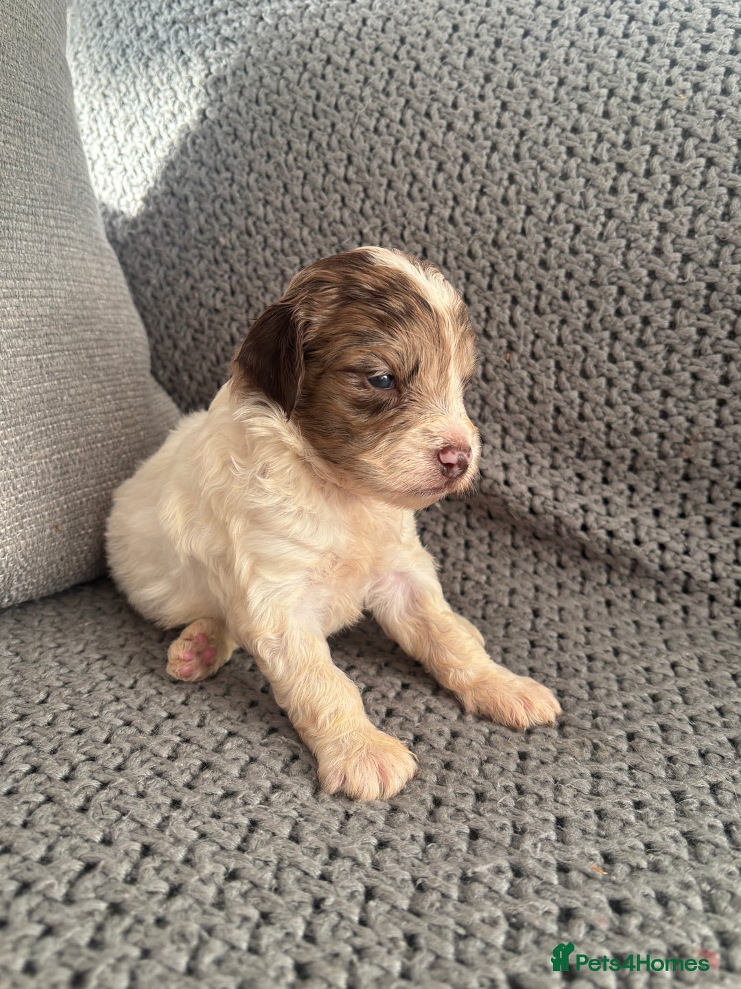 Cockapoo dogs for sale: F1 Cockapoo puppies  - Image 21