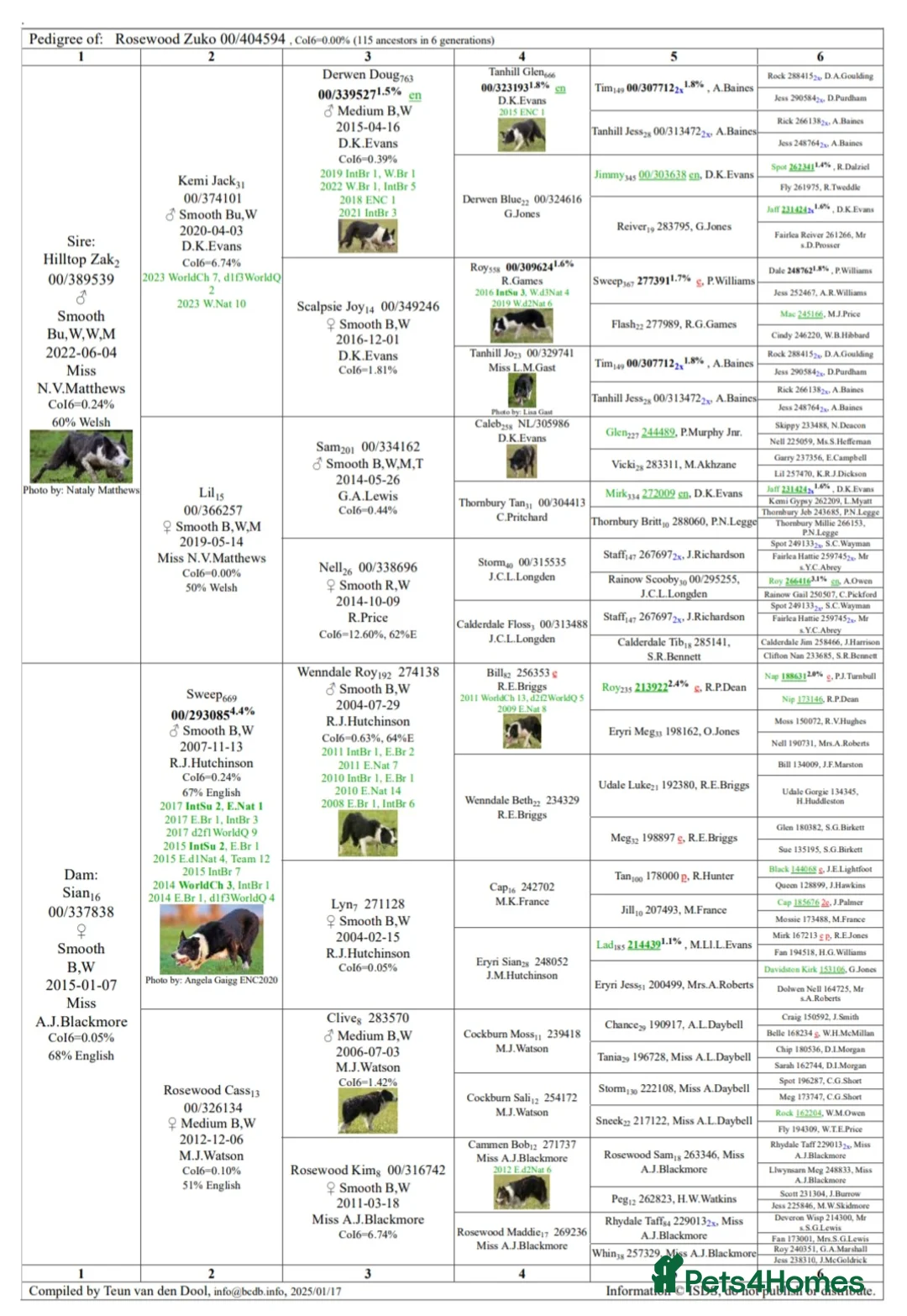 Border Collie dogs for stud: Athletic, Kind, Health Tested, Driven Stud - Advert 6
