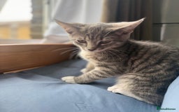 Domestic Shorthair cats for sale: brother and sister  - Image 2