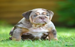 English Bulldog dogs for sale: ***EPIC BULLYZ RARE BULLDOGS*** - Image 6