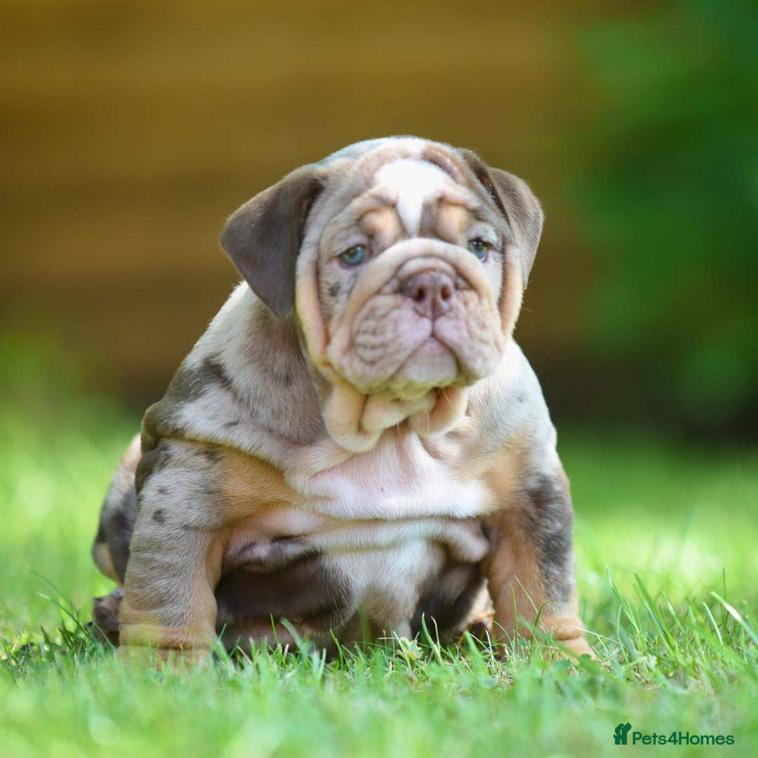 English Bulldog dogs for sale: ***EPIC BULLYZ RARE BULLDOGS*** - Image 6