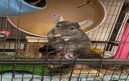 Chinchilla rodents for sale: 3 Year Old Chinchilla  - Image 1