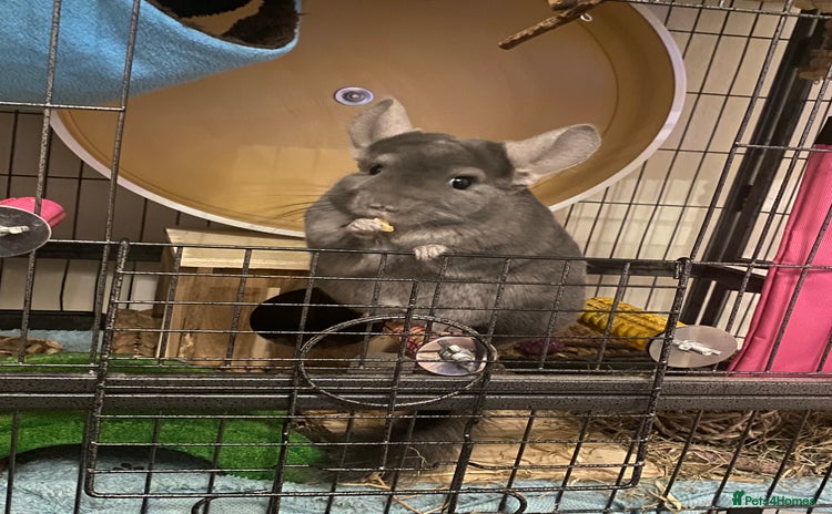 Chinchilla rodents for sale - Advert 1