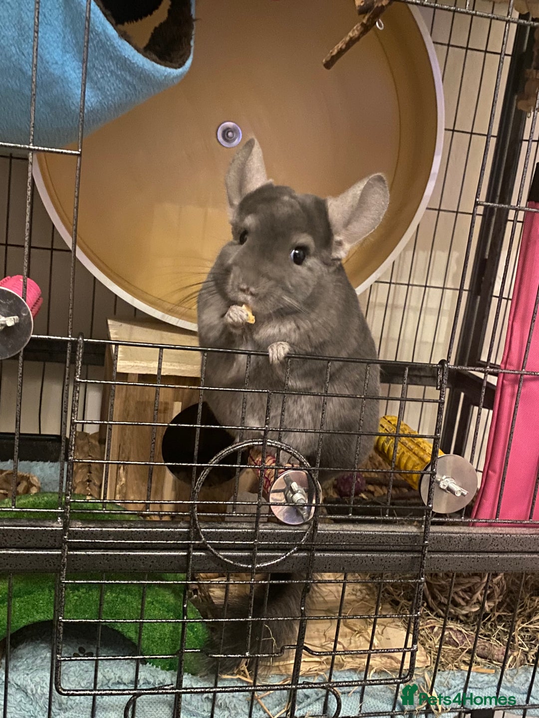 Chinchilla rodents for sale: 3 Year Old Chinchilla  - Image 1