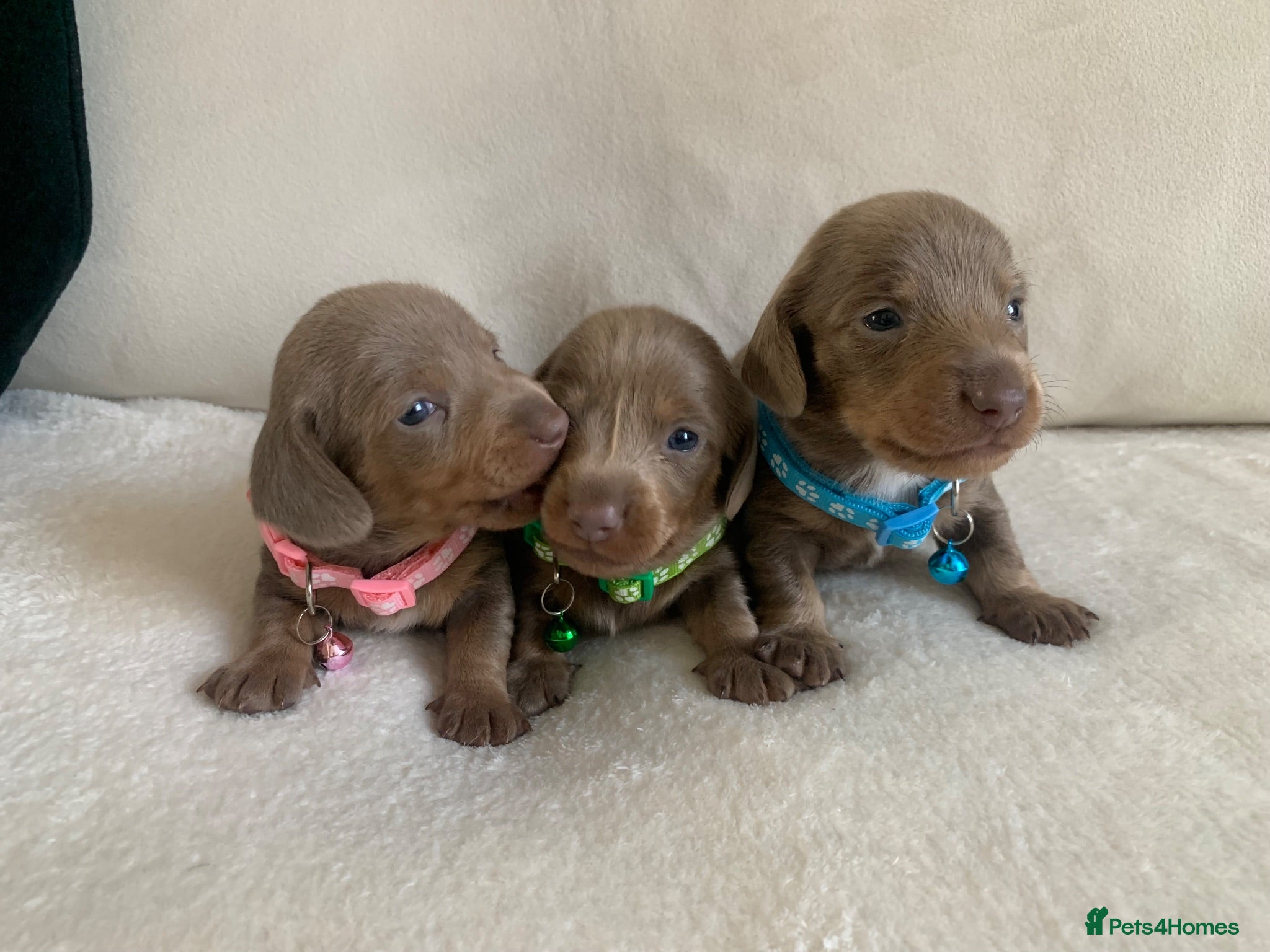 Miniature Dachshund dogs 💎 TOP QUALITY KC REG & PRA CLR MINI DACHSHUNDS💎 - Advert 1