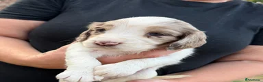 Cocker Spaniel 8
