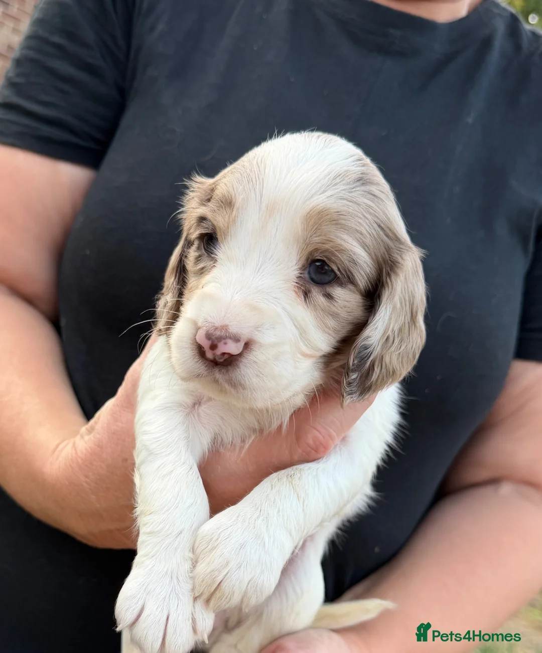 Cocker Spaniel dogs for sale: Merle cocker spaniel girl 11 weeks old  - Advert 10