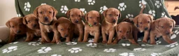 Labrador Retriever dogs for sale: Both parents 0/0 hips and elbow stunning red labs  - Advert 1
