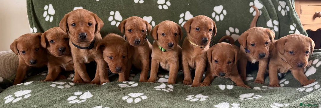 Labrador Retriever dogs for sale: Both parents 0/0 hips and elbow stunning red labs  - Advert 1