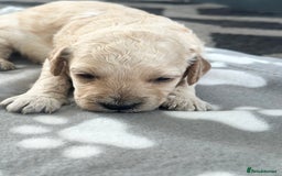 Labradoodle dogs for sale: Beautiful labradoodles for Sale  in Stoke-on-Trent - Image 16