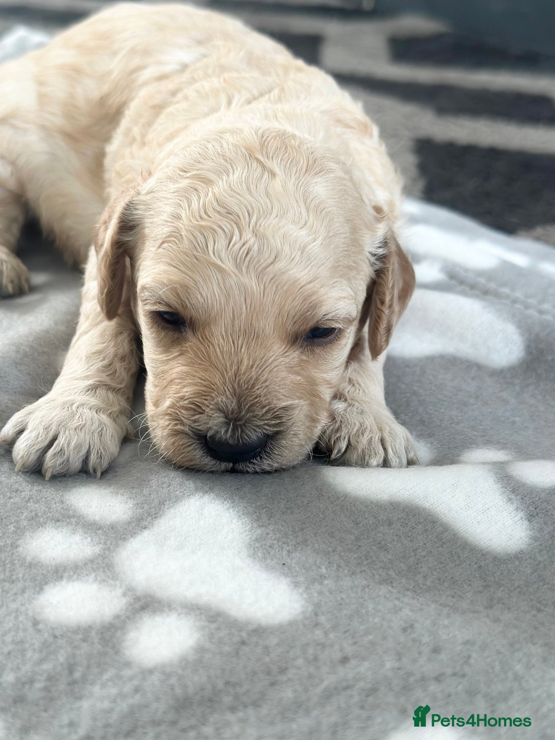 Labradoodle dogs for sale: Beautiful labradoodles for Sale  in Stoke-on-Trent - Image 16