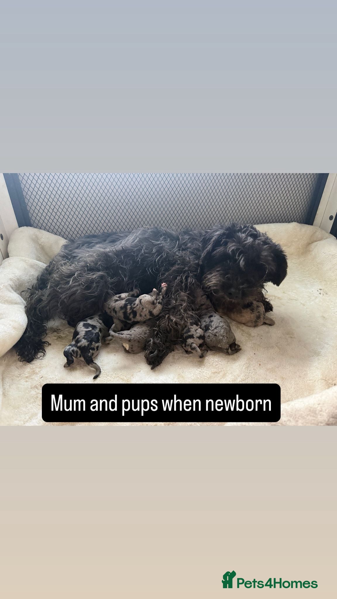 Mixed Breed dogs Schnoodle puppies for sale  - Advert 1