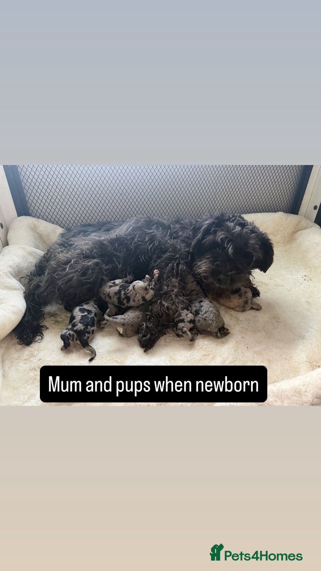 Mixed Breed dogs for sale: Schnoodle puppies for sale  - Advert 1