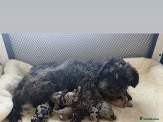 Mixed Breed dogs Schnoodle puppies for sale - Advert 4
