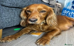 Cocker Spaniel dogs for sale: Working Cocker Spaniel  - Image 5