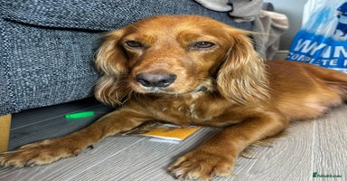 Cocker Spaniel dogs KC Registered Working Cocker Spaniel  - Advert 7