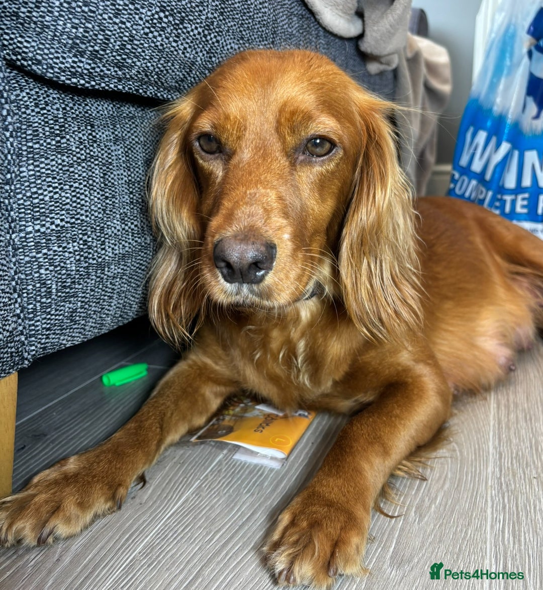 Cocker Spaniel dogs for sale: Working Cocker Spaniel  - Image 5